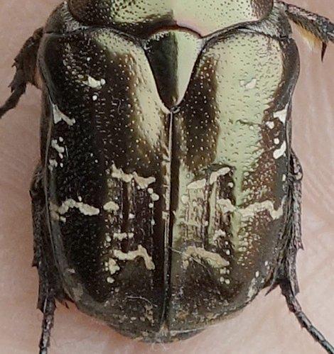 Réf. 204 286 : Potosia cuprea